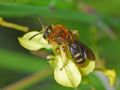 Andrena lagopus (cfr.)